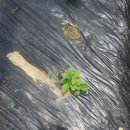 읍내로13 이미지