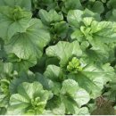 대현농장 이미지