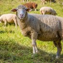 평화목장1 이미지