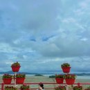 섬 맨드라미 축제 | 신안 병풍도 맨드라미 축제 기간 가는법 먹거리 입장료