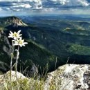 에델바이스 이미지