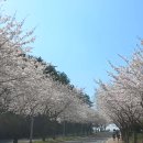 해군사관학교 가는 도로에 핀 벚꽃 이미지