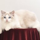 랙돌캐터리 아이돌스 전주고양이분양 이미지