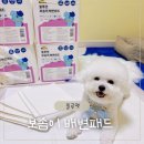 블루펫 | 가성비 좋은 강아지 배변패드! 블루펫 보솜이 배변패드 솔직후기💙