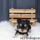 힐링애견샵 이미지