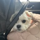 GR(담양군)-[추월산로]-하-1 | <♥> 소금이가 태어난지 3주년, 3살이 된걸 축하해 🎂🐶❤️