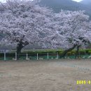 벽방초등학교 벚꽃 이미지