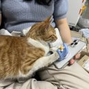 고양이 기숙사 이미지