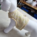 문화애견 이미지