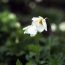 아네모네 이미지