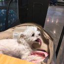 두젠틀(DOGENTLE) 이미지