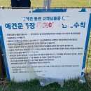 로드프리 | 당진 대형카페 추천｜바다뷰에 애견 동반까지 가능한 로드1950 후기