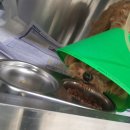 신탄진 동물병원 이미지