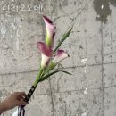 릴리오오엔