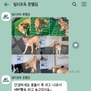 빌리프독 킨더가든 네이버블로그