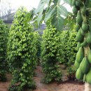 이건농장 이미지