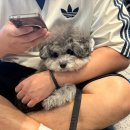 (주)여행이필요해 | 반려동물과 배타고 제주도 여행｜퀸제누비아호2 펫코노미 vs 퀸제누비아호 후기 (실제 이용 후기)