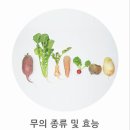 무 효능 및 콜라비 비트 알타리무 등 아삭아삭 맛있는 뿌리채소 종류 이미지