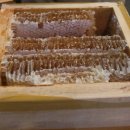 곰돌이탕후루 이미지