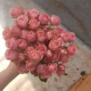 하나농장 이미지