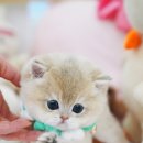 강남고양이분양 스타돌스 이미지