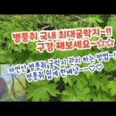 병풍취 최대 굴락지 산행 이미지