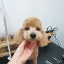 또오개 이미지