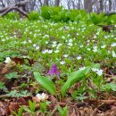곰배령 꽃길 이미지