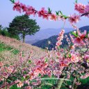 제13회 치악산복숭아 축제 개최 이미지