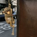1월 둘째주 발킴의 일상, 처음으로 몰아서 쓰는 일상