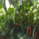 여주-0726 이미지