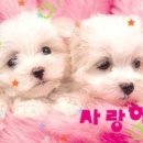 우리당구클럽 Daum카페