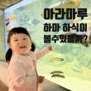 가야마루 | 사천 아라마루 아쿠아리움 23개월 아기와 꿀팁 및 유모차 관람후기