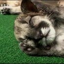 푸마농장 이미지