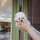 더펫 중리직영점 네이버블로그