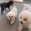 하이도기 이미지