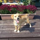 아이드림펫 이미지