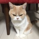 나만고양이없어 이미지