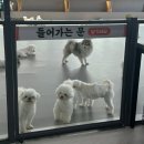 약지애견카페 | 논현동 애견카페 추천 약지상주견애견카페 방문후기