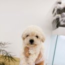 퍼피댕 안심분양소 강아지분양 애견입양 천안아산점 이미지