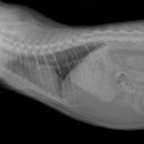 밤비동물병원 이미지