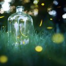 반딧불이 이미지