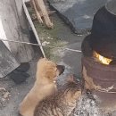 따스하개 이미지