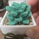 장미화분 모양 석고방향제 | “샤시? 다육이 방향제 내돈내산 솔직 후기”