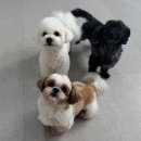 하울팟 위례점 네이버블로그