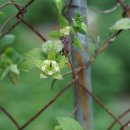 소경불알Codonopsis ussuriensis (Rupr. &amp; Maxim.)Hemsl. 이미지