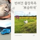 뽀송하랑 이미지