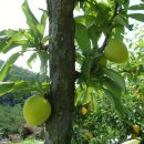 자두 효능(장미과(薔薇科 Rosaceae) 벚나무속(―屬 Prunus)에 속하는 자두나무의 열매.) 이미지