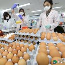경기도 북부동물위생시험소 | 양주 산란계 농장 '오염된 계란'… 경기도 "추석전까지 집중조사"