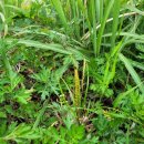 황매산장대 이미지